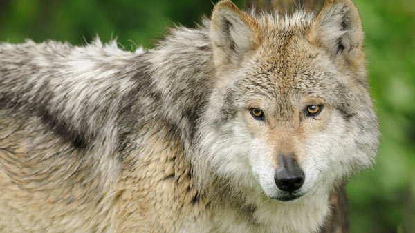 Protect Wolves!