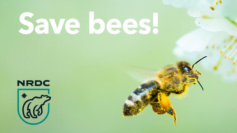 Save bees!